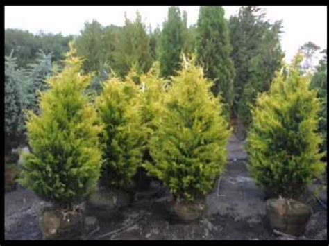 Cypress Men&x27;s Fuji MTB 29" Price drop for Christmas. . Craigslist cypress